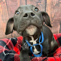 Thumbnail photo of Ankle "socks #3