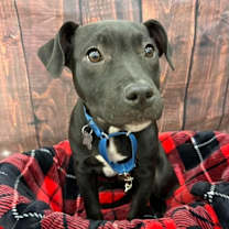 Thumbnail photo of Ankle "socks #4