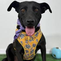 Thumbnail photo of Milanesa #1