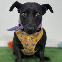 Thumbnail photo of Milanesa #2