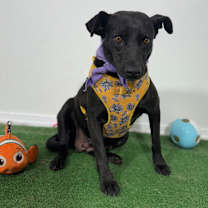 Thumbnail photo of Milanesa #3