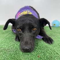 Thumbnail photo of Milanesa #4