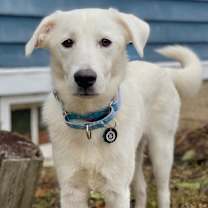 Thumbnail photo of Muffin #1