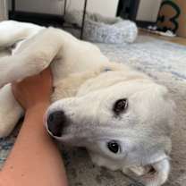 Thumbnail photo of Muffin #3