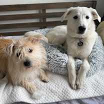 Thumbnail photo of Muffin #4