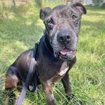 Thumbnail photo of Pump #3