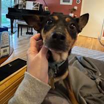 Thumbnail photo of MAXIE #1