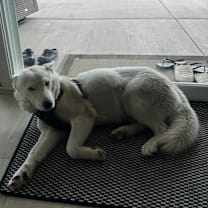 Thumbnail photo of Napa #2