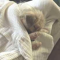 Thumbnail photo of Casper #3