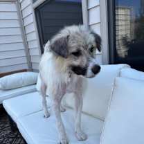 Thumbnail photo of Casper #4