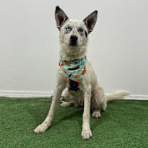 Thumbnail photo of Patch #3