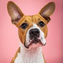 Thumbnail photo of Paisley #3