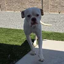 Thumbnail photo of Coco #4