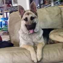 Thumbnail photo of Remi #1