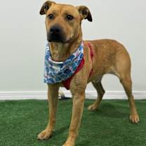 Thumbnail photo of Stumpy #4