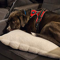 Thumbnail photo of Ember #3