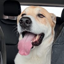 Thumbnail photo of Oso #3