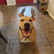 Thumbnail photo of Enzo #3