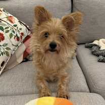 Thumbnail photo of Fozzie #4