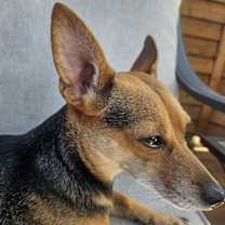 Thumbnail photo of Tulip #1