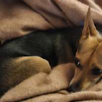 Thumbnail photo of Tulip #2