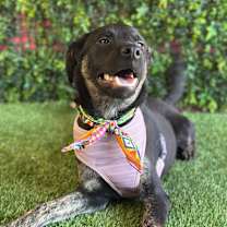 Thumbnail photo of Vera Fang #3