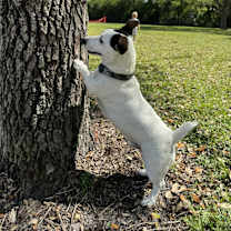 Thumbnail photo of Bentley #2