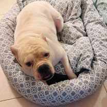 Thumbnail photo of Archie #4