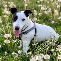 Thumbnail photo of Bentley #1