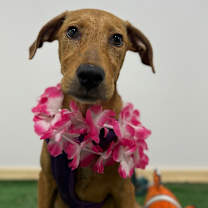 Thumbnail photo of Zira #1