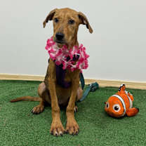 Thumbnail photo of Zira #2