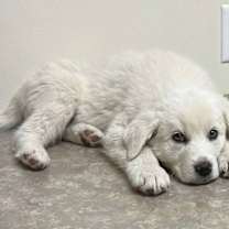 Thumbnail photo of Forest #1