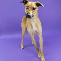 Thumbnail photo of Kaprie #1