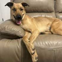 Thumbnail photo of Kaprie #4