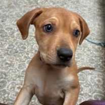 Thumbnail photo of Patsy D66794 #4