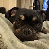 Thumbnail photo of Roxxy #1