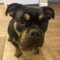 Thumbnail photo of Roxxy #2