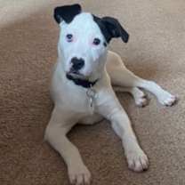 Thumbnail photo of Caliente #3