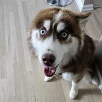 Thumbnail photo of Zuko #1