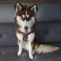 Thumbnail photo of Zuko #2