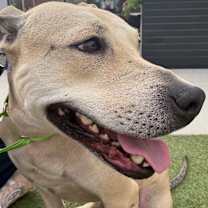 Thumbnail photo of Zizi #3