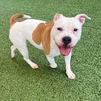 Thumbnail photo of Noe #1