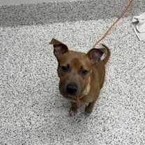 Thumbnail photo of Pinkmen #2