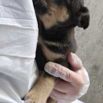 Thumbnail photo of Cheddar #2