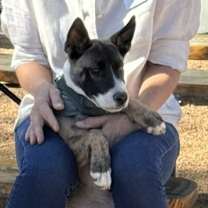 Thumbnail photo of Onyx #1