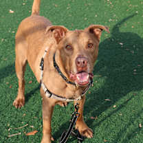 Thumbnail photo of Sabie #1