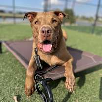 Thumbnail photo of Sabie #2