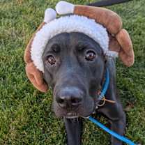 Thumbnail photo of *Beamer* #2