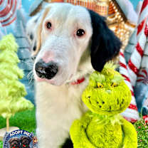 Thumbnail photo of Scozy #1