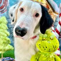 Thumbnail photo of Scozy #2